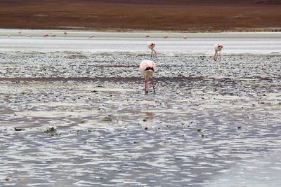 View of birds on beach