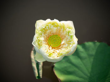 Close-up of white rose against black background