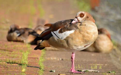 Close-up of bird on field