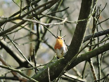 Low angle view of robin perching on branch