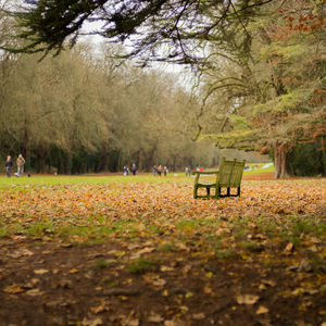Bench amidst fallen autumn leaves at park