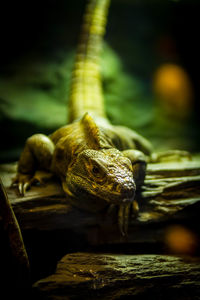 Close-up of lizard on plant