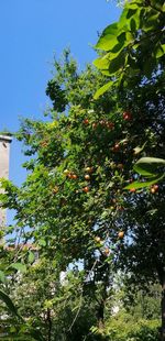 Low angle view of fruits growing on tree against sky