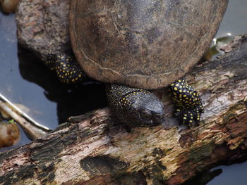 High angle view of turtle on driftwood in lake