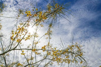 Low angle view of flowering plant against sky