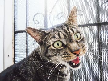 Close-up portrait of cat