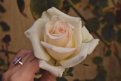 Close-up of hand holding rose