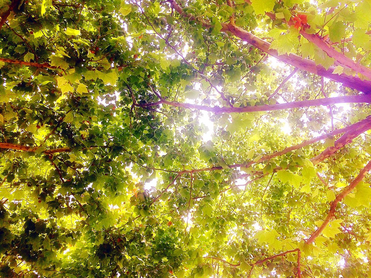 tree, branch, growth, low angle view, tranquility, beauty in nature, nature, green color, forest, scenics, tranquil scene, full frame, backgrounds, lush foliage, leaf, day, sunlight, outdoors, idyllic, no people