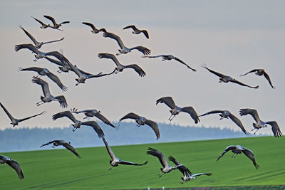 Low angle view of birds flying in the sky