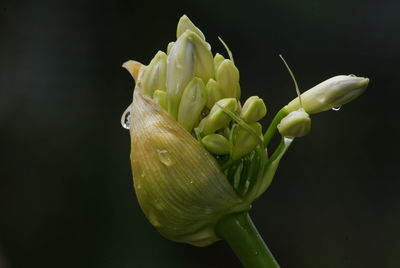 Close-up of flowering plant against black background