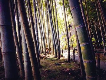 Trees in forest