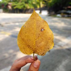 Close-up of hand holding yellow leaf