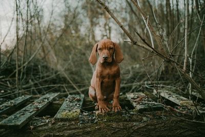 Portrait of dog sitting on land