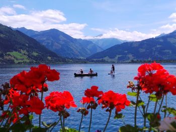 Close-up of red flowers blooming on mountain