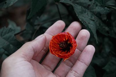 Cropped image of person with flower at park