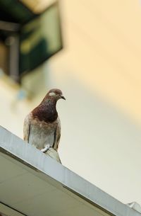 Close-up of bird perching on roof