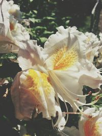 Close-up of white flowers