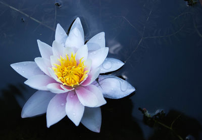 Close-up of lotus water lily floating on pond