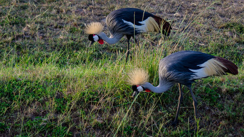 Mallard duck on field