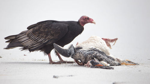 View of birds on ground