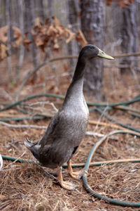 Close-up of a bird perching on a field