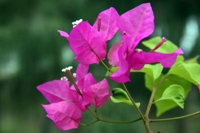 Close-up of pink flowering plant