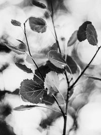 Close-up of leaves on plant