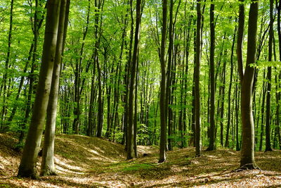 Trees growing in forest