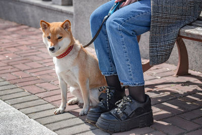 Adorable red shiba inu dog in a red collar sits next to the owner on a sunny summer day.