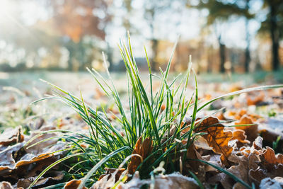 Close-up of dry leaves on field