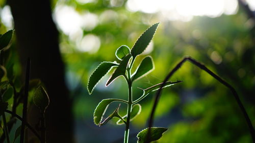 Close-up of plant leaves