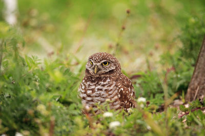 Close-up portrait of owl perching on land