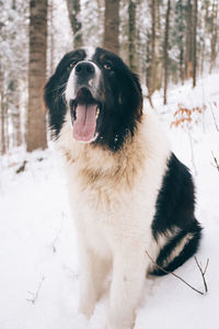 Dog on snow covered tree