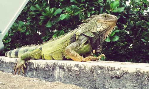 Close-up of iguana on ledge