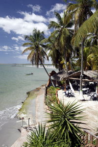 Palm trees on beach