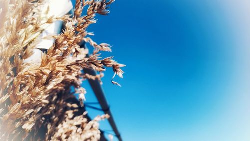 Low angle view of plants against clear blue sky