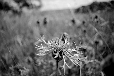 Close-up of flowering plant on field