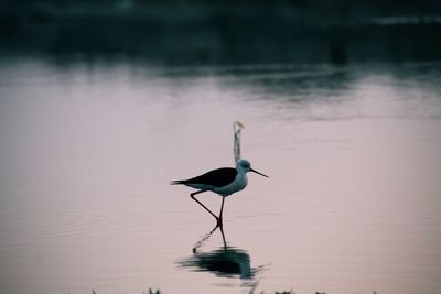 Bird perching on lake