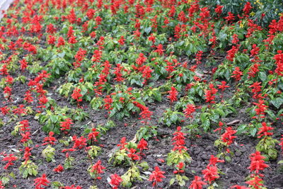 High angle view of red flowering plants on field