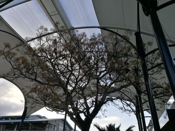 Low angle view of tree against sky