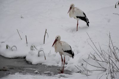 Flock of birds on snow covered land