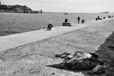 Birds on beach against sky