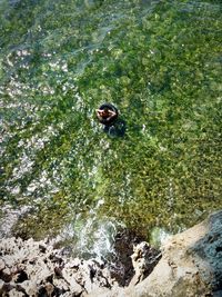 High angle view of lizard on rock