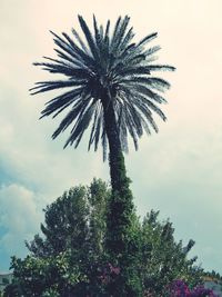 Low angle view of palm tree against sky