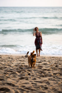 Dog with woman in background on beach