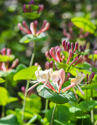 Close-up of purple flowering plants