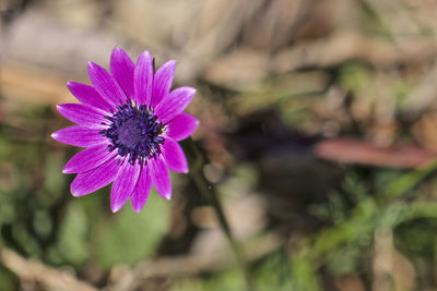 Close-up of pink flower