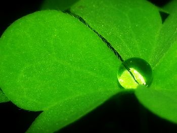 Close-up of leaf