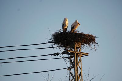 Low angle view of birds perching on nest against clear sky