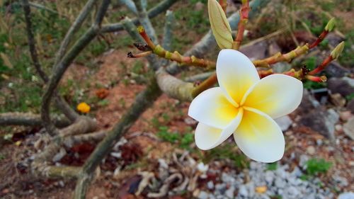 Close-up of yellow flower